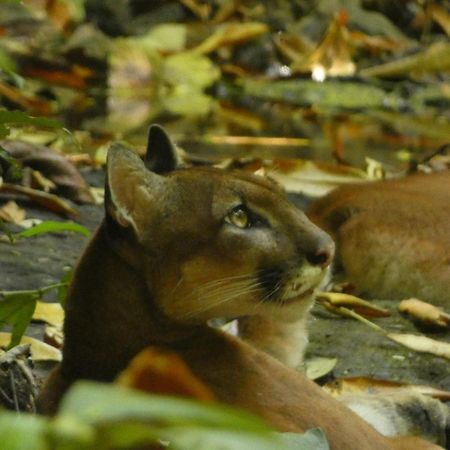 Corcovado Wilderness Lodge By Scp San Pedrillo 外观 照片