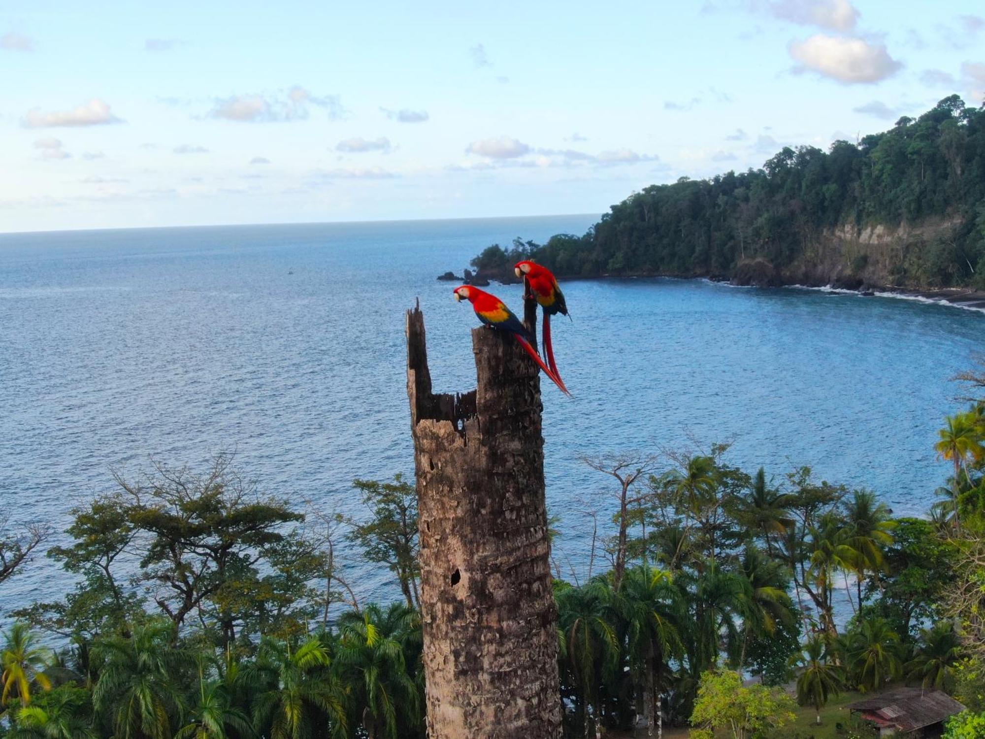 Corcovado Wilderness Lodge By Scp San Pedrillo 外观 照片